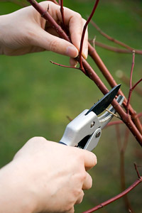 For professional, reliable Bellingham, Wa yard care & lawn mowing - Call GreenThumb 671-5296!