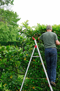 For professional, reliable Bellingham, Wa yard care & lawn mowing - Call GreenThumb 671-5296!